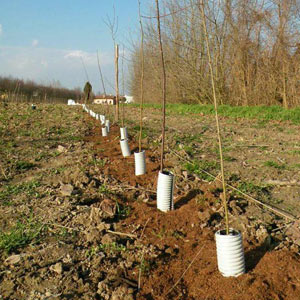 I nuovi alberi piantati